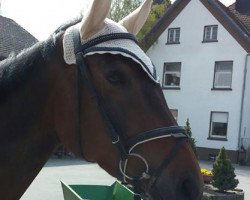 jumper Gimani (Westphalian, 2010, from Grand Coeur)