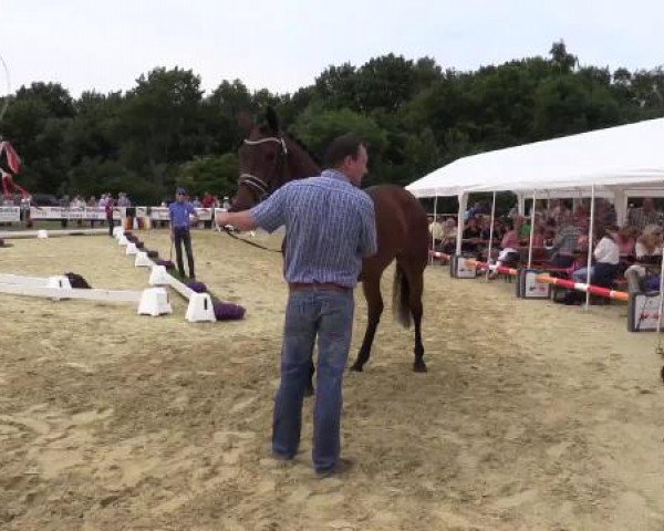 Stuten- und Fohlenschau Marl, 28.06.2015, 7. Ring - 3-jährige Reitpferdestuten