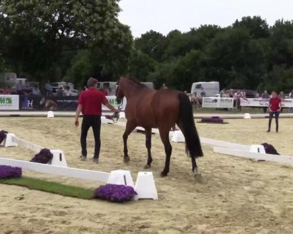 Stuten- und Fohlenschau Marl, 28.06.2015, 7. Ring - 3-jährige Reitpferdestuten