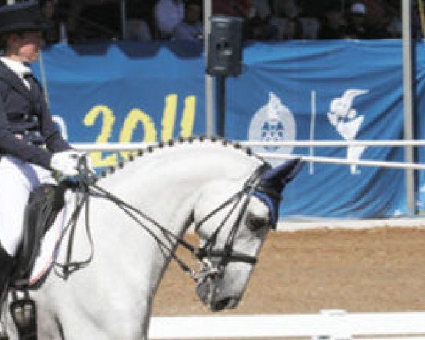 stallion Amorino (Hessian Warmblood, 1996, from Apricot D II) stallion Amorino (Hessian Warmblood, 1996, from Apricot D II)