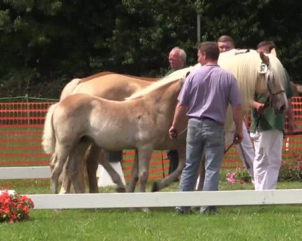 Stuten- und Fohlenschau Hünxe, 25.06.2015 5. Ring 