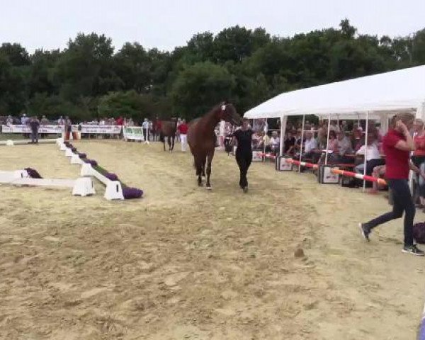 Stuten- und Fohlenschau Marl, 28.06.2015, 6. Ring - 3-jährige Reitpferdestuten