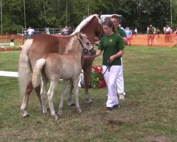 Stuten- und Fohlenschau Hünxe, 25.06.2015 5. Ring
