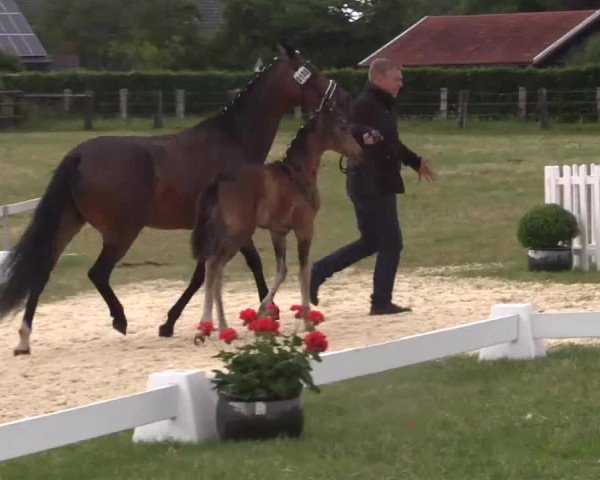 Video of Stute von Nobel Nagano