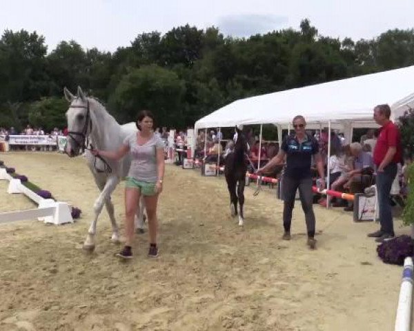 Stuten- und Fohlenschau Marl, 28.06.2015, 5. Ring - Warmblutfohlen - dressurbetont