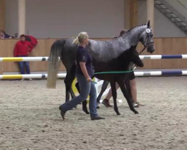 Stuten- und Fohlenschau Riesenbeck, 27.06.2015, Warmblutfohlen - springbetont -
