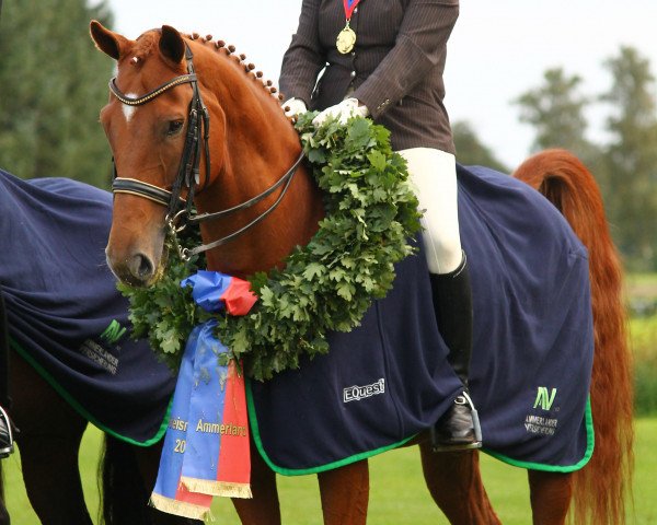 Dressurpferd Louis 182 (Westfale, 2001, von Laurentianer)