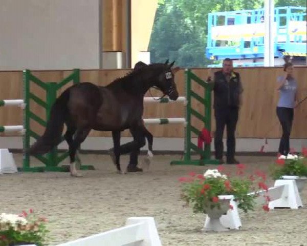 Stuten- und Fohlenschau Riesenbeck, 27.06.2015, Warmblutstuten - dressurbetont -