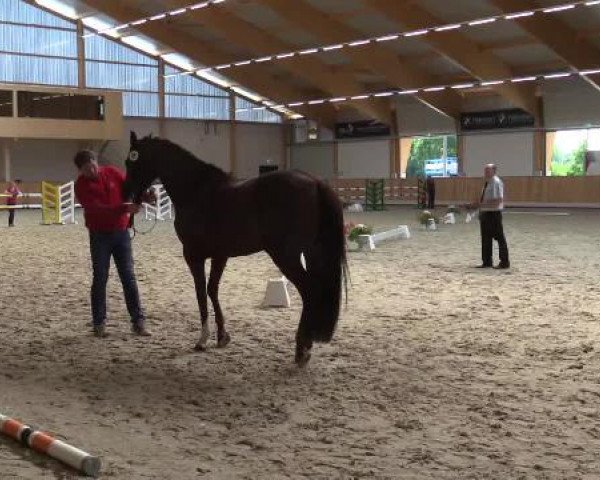 Stuten- und Fohlenschau Riesenbeck, 27.06.2015, Warmblutstuten - dressurbetont -