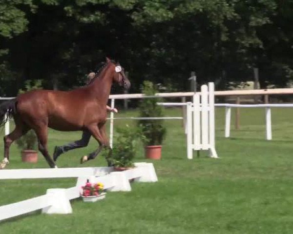 Stuten- und Fohlenschau Steinhagen, 25.06.2015, 1. Ring - 3- u. 4-j Warmblutstuten - dressurbetont
