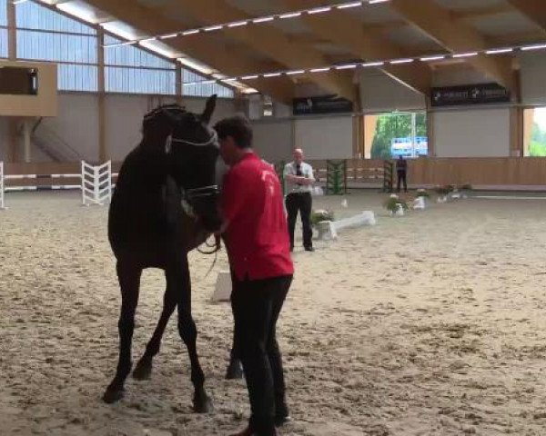Stuten- und Fohlenschau Riesenbeck, 27.06.2015, Warmblutstuten - dressurbetont -