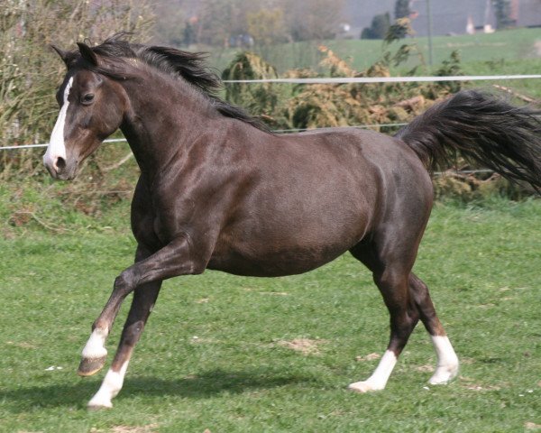 broodmare Steverheides Whinny (German Riding Pony, 2001, from Werwolf)