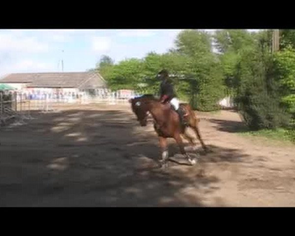 Video von Bambelbi