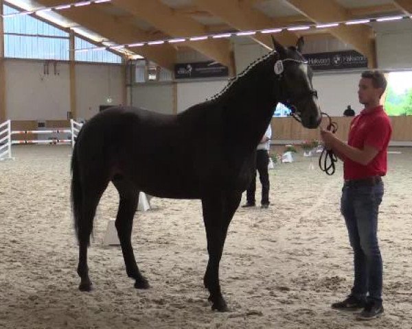 Stuten- und Fohlenschau Riesenbeck, 27.06.2015, Warmblutstuten - springbetont -