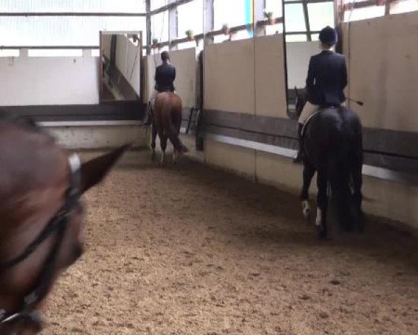 Reit-und Springturnier Dortmund West 2015