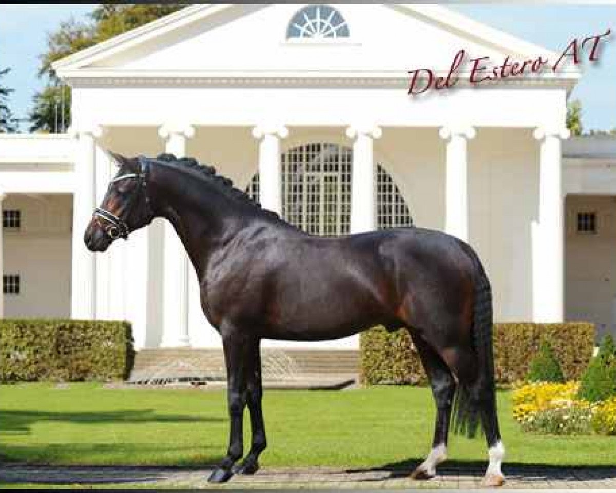 stallion Del Estero NRW (German Riding Pony, 2009, from Dance Star AT NRW)