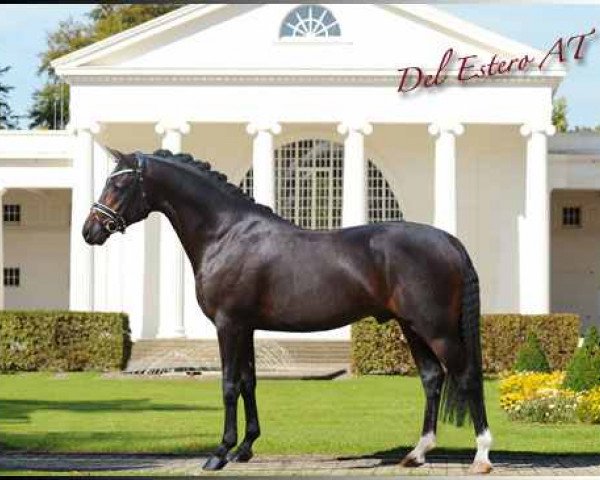 stallion Del Estero NRW (German Riding Pony, 2009, from Dance Star AT NRW)
