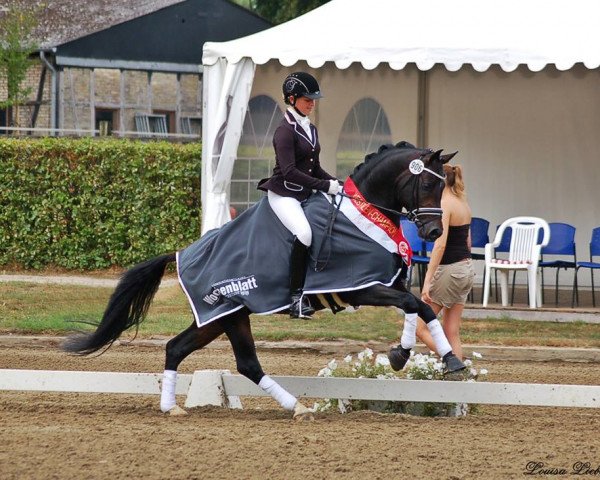 stallion Del Estero NRW (German Riding Pony, 2009, from Dance Star AT NRW)