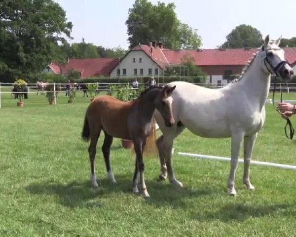 Stuten- und Fohlenschau Steinhagen, 25.06.2015, 1. Ring - Reitponyfohlen