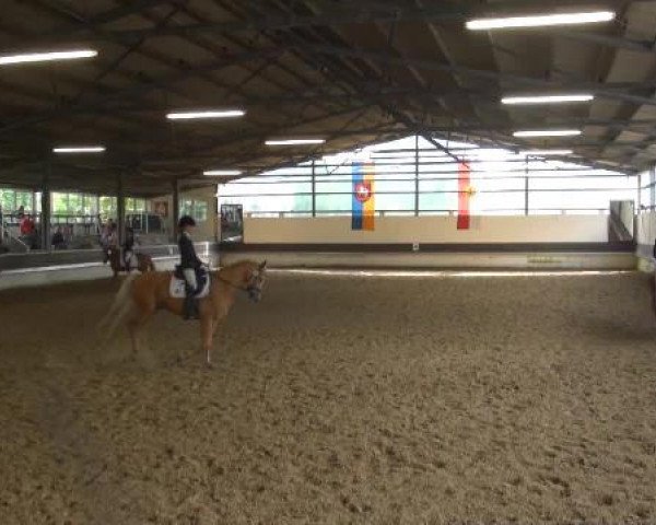 Reit-und Springturnier Dortmund West 2015