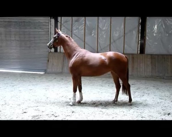 Zuchtstute Capri 99 (Westfale, 2008, von Clinton H)