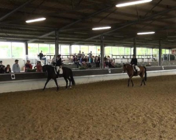 Reit-und Springturnier Dortmund West 2015