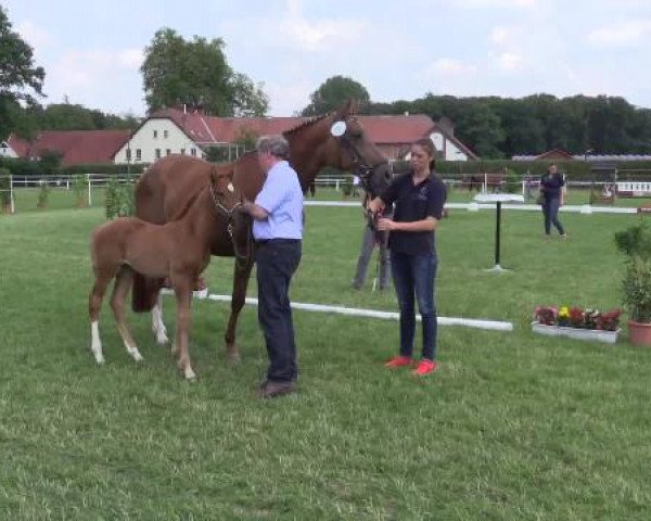 Stuten- und Fohlenschau Steinhagen, 25.06.2015, 5. Ring - Warmblutfohlen - dressurbetont