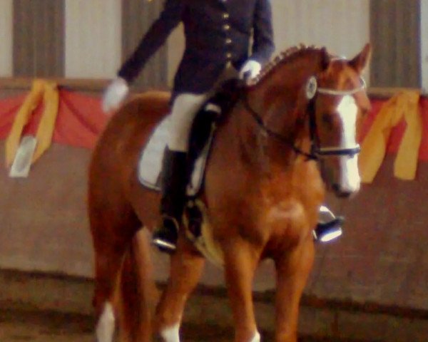 dressage horse Trendsetter xx (Thoroughbred, 2006, from Samum xx)