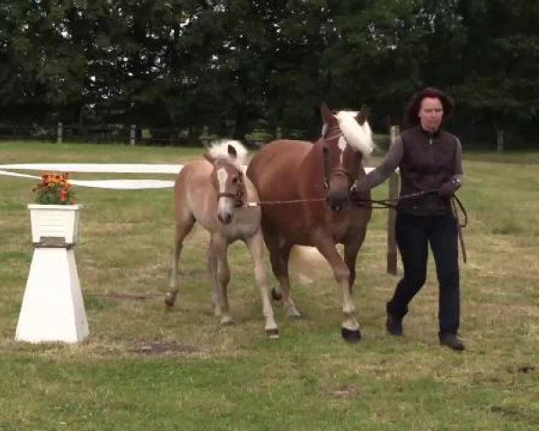 Stuten- und Fohlenschau Lengerich, 23.06.2015, Haflinger - Fohlen -