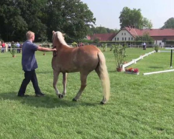 Stuten- und Fohlenschau Steinhagen, 25.06.2015, 1. Ring - 3- und 4-jährige Haflingerstuten