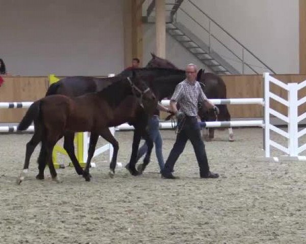 Stuten- und Fohlenschau Riesenbeck, 27.06.2015, 1. Fohlenjahrgang Goldberg