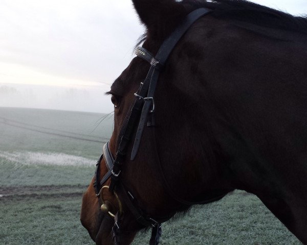 broodmare Nobel II (Holsteiner, 1998, from Candillo Z)