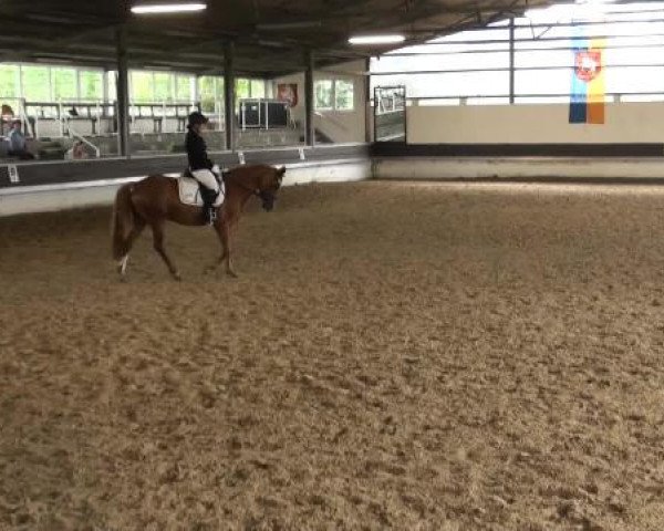 Reit-und Springturnier Dortmund West 2015