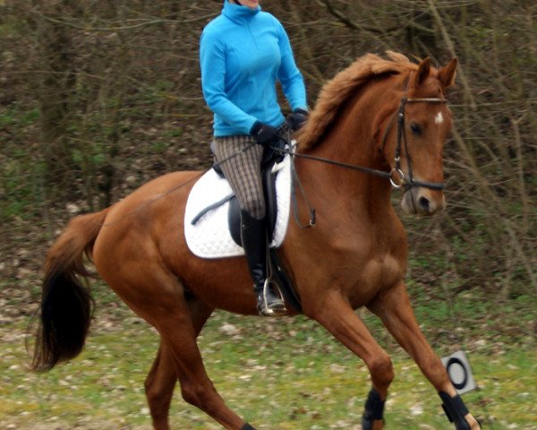 broodmare Rapunzel DH (Hanoverian, 2010, from Blue Hors Romanov)