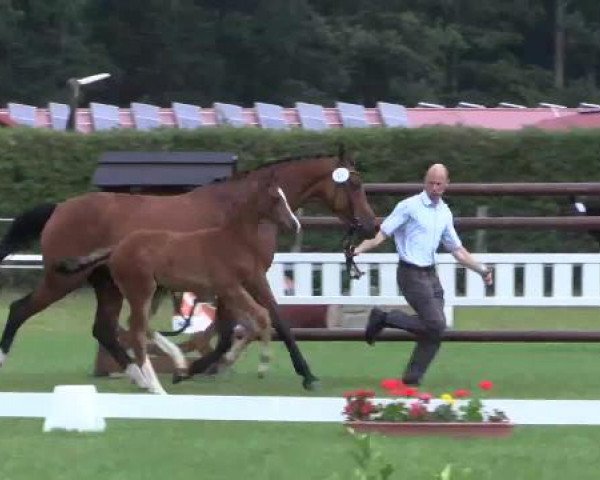 Stuten- und Fohlenschau Steinhagen, 25.06.2015, 3. Ring - Warmblutfohlen - dressurbetont
