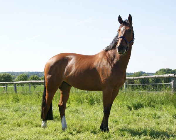 jumper Hermes van het Costersveld (Belgian Warmblood, 2007, from Pkz Contact van de Heffinck)