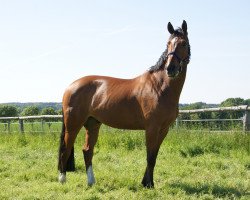 jumper Hermes van het Costersveld (Belgian Warmblood, 2007, from Pkz Contact van de Heffinck)