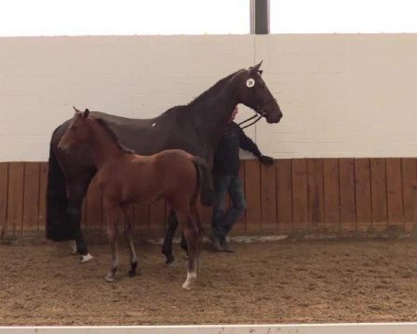 Stuten- und Fohlenschau Emsbüren, 24.06.2015, Warmblutfohlen - springbetont -
