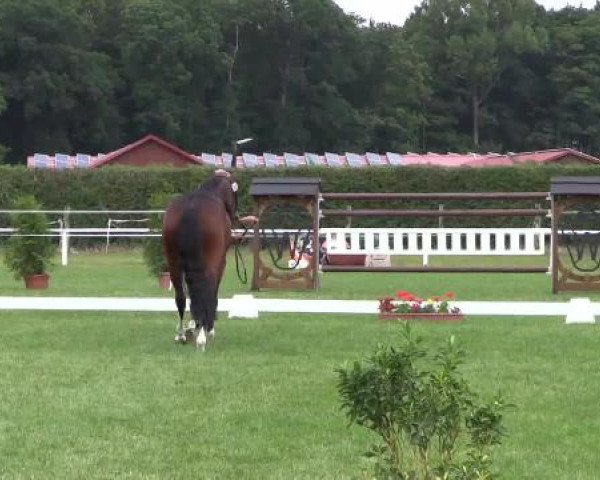 Stuten- und Fohlenschau Steinhagen, 25.06.2015, 2. Ring - 3- und 4-j Warmblutstuten - springbetont