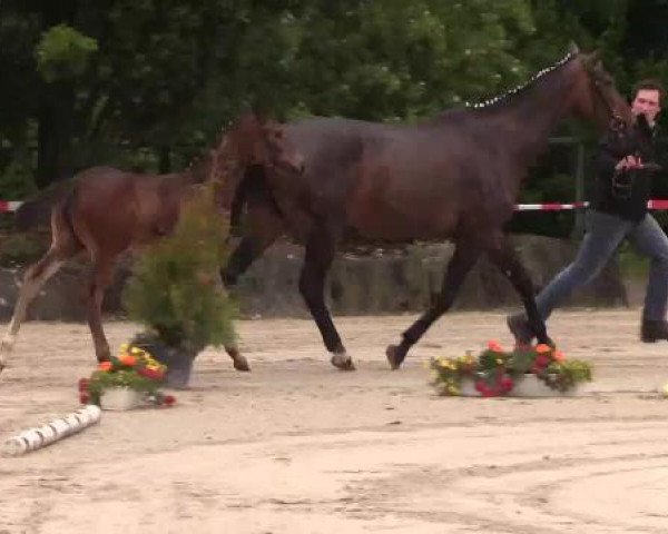 Stuten- und Fohlenschau Sundern-Hellefeld, 22.06.2015, Warmblutfohlen