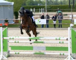 jumper Lord Rebel (Hanoverian, 2009, from Lord Pezi)