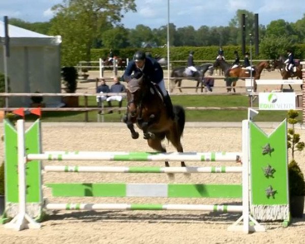 broodmare Agata di Villagana (Holsteiner, 2008, from Canturo)