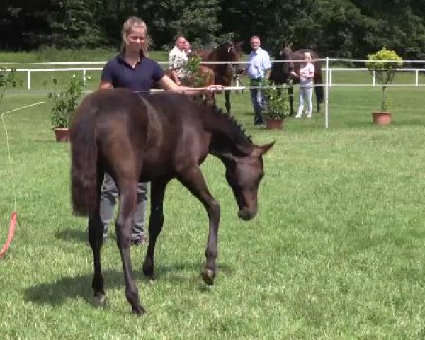 Stuten- und Fohlenschau Steinhagen, 25.06.2015, 1. Ring - Warmblutfohlen - dressurbetont
