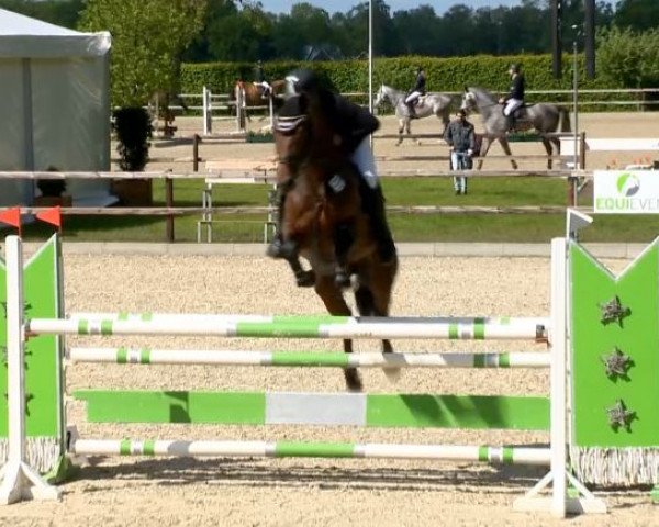 Deckhengst Chekker 4 (Oldenburger, 2008, von Chekandino)