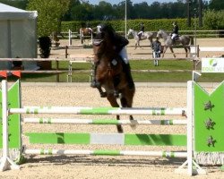 stallion Chekker 4 (Oldenburg, 2008, from Chekandino)