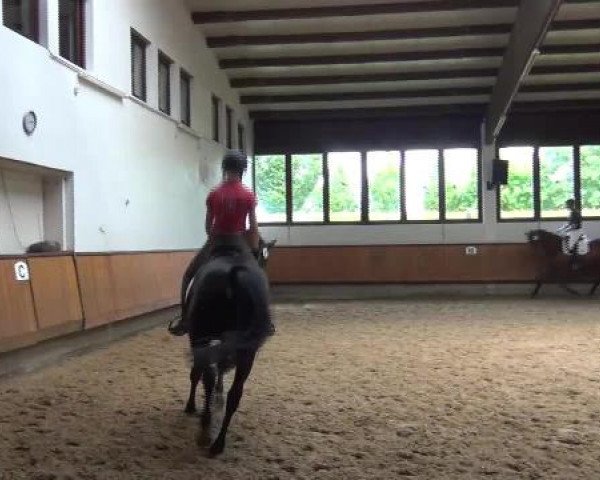 17.06.2015 Hannoveraner Zuchtstutenprüfung mit Stutbuchaufnahme und Fohlenschau in Coesfeld-Lette
ZSP - Stuten, die nur an der Zuchtstutenprüfung teilnehmen
Fremdreiter