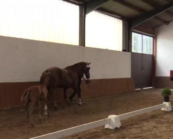 Stuten- und Fohlenschau Emsbüren, 24.06.2015, Warmblutfohlen - dressurbetont -