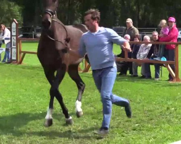 Stuten- und Fohlenschau Heiden, 24.06.2015, 3-jährige Warmblutstuten