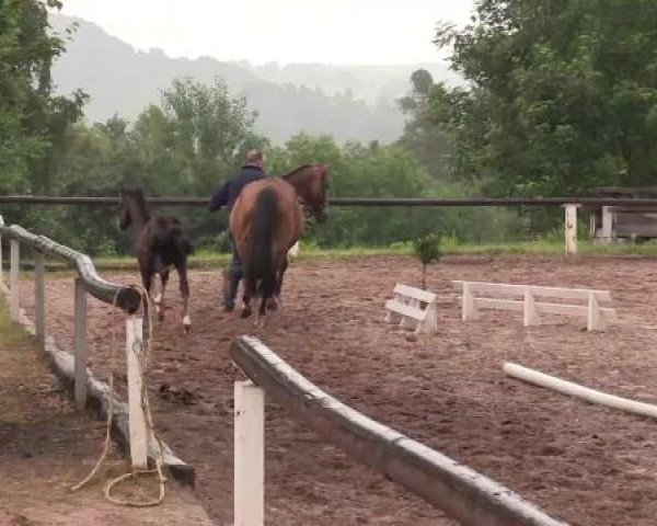 Stuten- und Fohlenschau Vöhl, 22.06.2015, Reitpferde