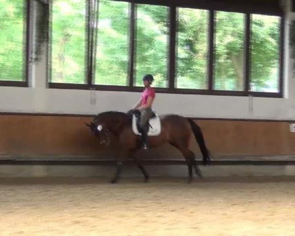 17.06.2015 Hannoveraner Zuchtstutenprüfung mit Stutbuchaufnahme und Fohlenschau in Coesfeld-Lette
ZSP - Vierjährige Prüfungstuten
Fremdreiter

